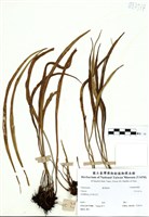 藏品(Vittaria)的圖片